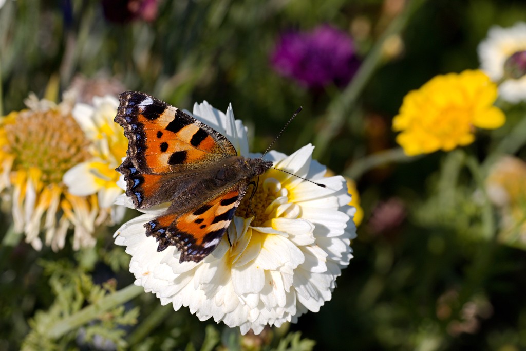 akkerranden akkerrand bloem bloemen flora hdr polder gewas landbouw biodiversiteit landschap cannabis wiet marihuana hasj hennep